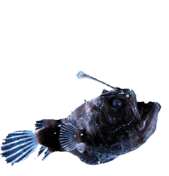 extra-img