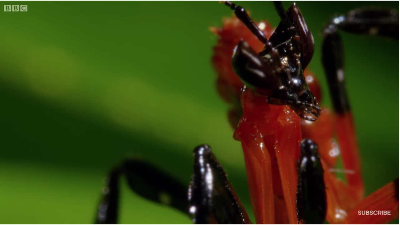 Comportamiento defensivo de Mantis ante una araña Salticidae